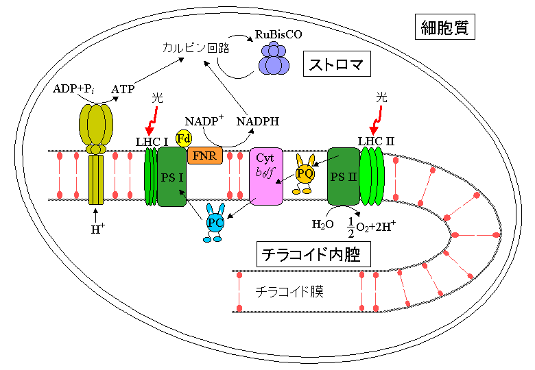 光合成の研究